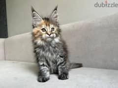 Maine Coon kittens// whatsapp +971552543579