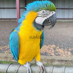 Macaw parrots available// whatsapp +971552543579