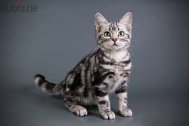 whatsapp me +96555207281 Good American Shorthair Cat for sale