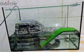 Acquarium with Filter motor and Inside accessories - With 4 turtles.