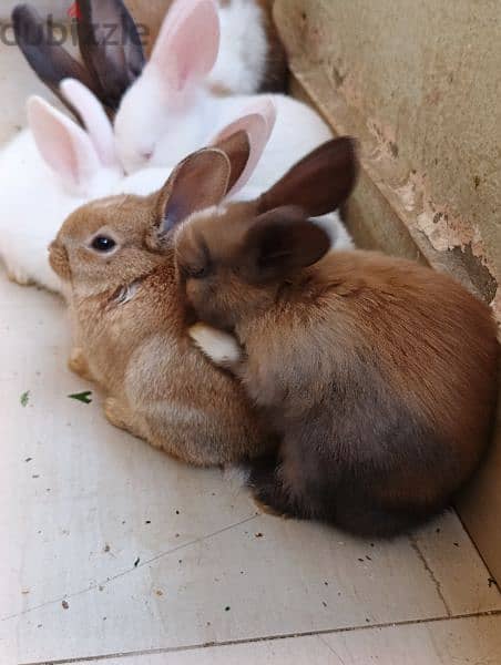 cute rabbits 1