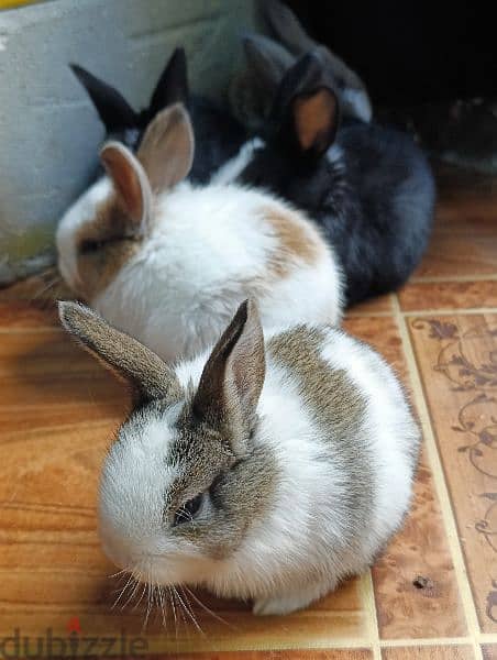 cute rabbits 3