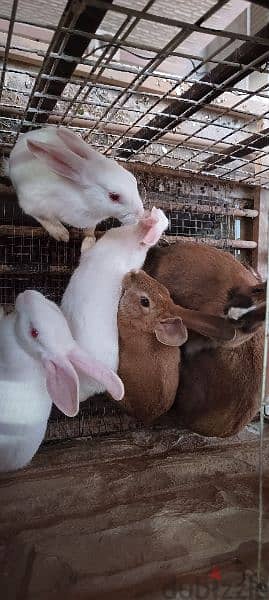 cute rabbits 6