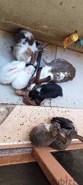 dutch rabbits 8