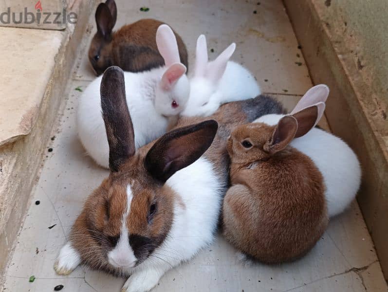 dutch rabbits 9