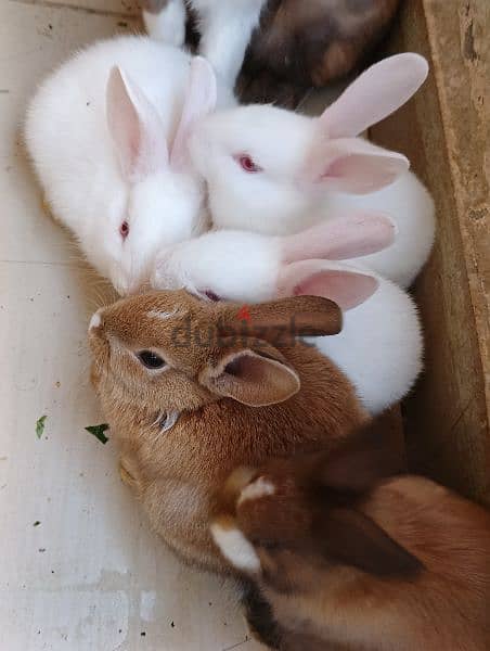cute rabbits 10