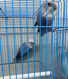 For Sale A Pair Of Male And Female Birds