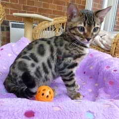 Whatsapp me +96555207281 Adorable Bengal kittens for sale