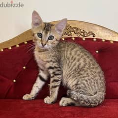 Whatsapp me +96555207281 Healthy Egyptian Mau kittens for sale