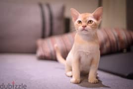 whatsapp me +96555207281 European Burmese kittens for sale