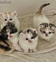 Whatsapp me +96555207281 Healthy Manx kittens for sale