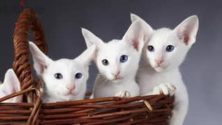 Whatsapp me +96555207281 Lovely oriental kittens for sale