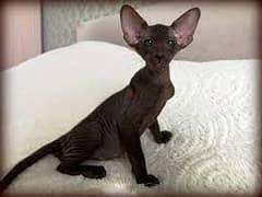 Whatsapp me +96555207281 Peterbald Cats for sale