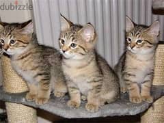 whatsapp me +96555207281 Pixiebob kittens for sale