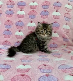 Whatsapp me +96555207281 Loving Siberian kittens for sale