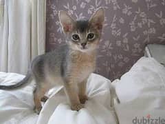whatsapp me +96555207281 Pure Singapura kittens for sale