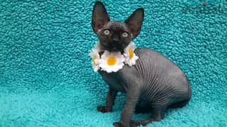 Whatsapp me +96555207281 Vaccinated nice Sphynx kittens for sale