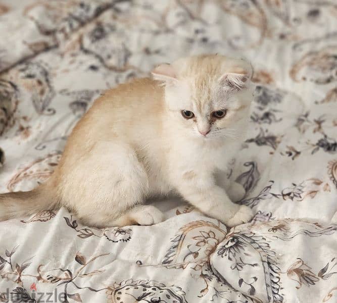 Scottish fold kittens for sale 1