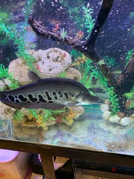 Aquarium and Knife fish for sale 1