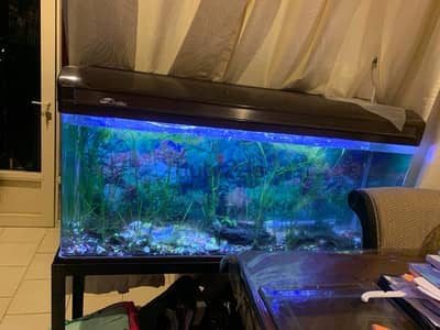 Planted Aquariums for Sale - Quality at Unbeatable Prices!**