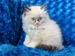 Whatsapp me +96555207281 Charming Ragdoll kittens for sale