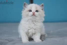 Whatsapp me +96555207281 Sweetest Ragdoll kittens for sale