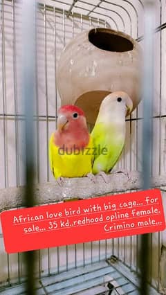 For sale All birds with cage 0