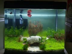 Planted Betta Fish Tank