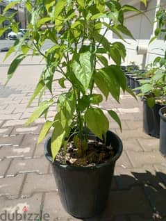 Green Chilli Plant