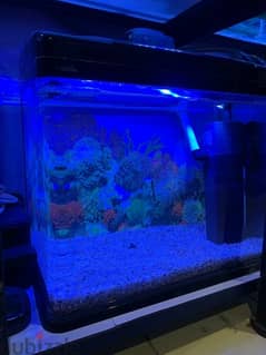 Quality Aquarium Solution with Cerberus for Beginners - On Sale!