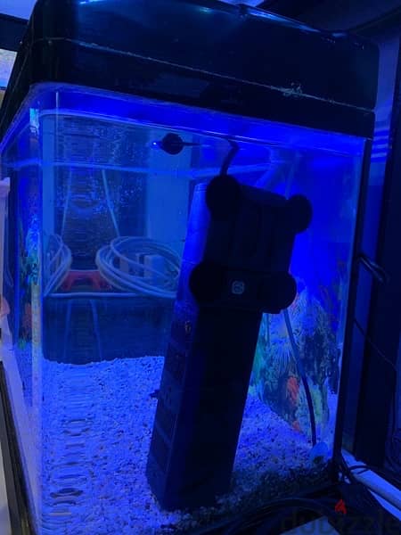 Quality Aquarium Solution with Cerberus for Beginners - On Sale! 1