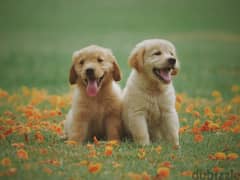 Golden Retriever puppies 10 weeks old whatsapp +4917629216066