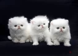 Whatsapp me +96555207281 white Persian kittens for sale