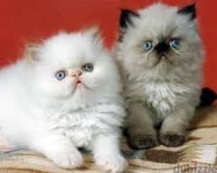 Whatsapp me +96555207281 Nice Himalayan kittens for sale