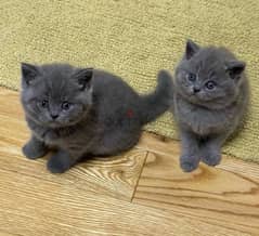 Whatsapp me +96555207281 Two British shorthair kittens for sale