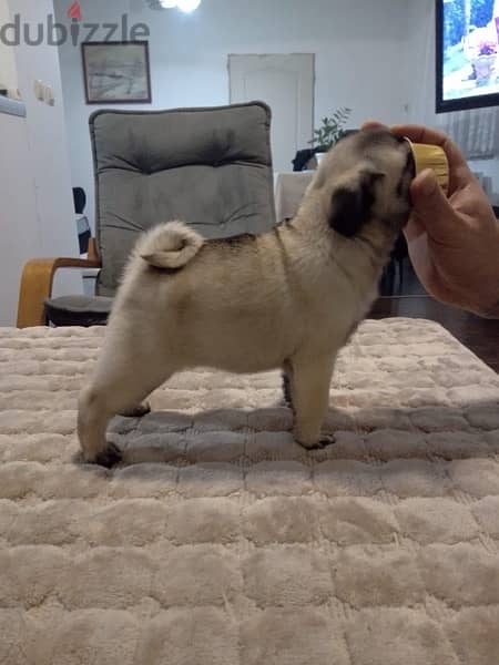 Male Pug puppy for sale 0