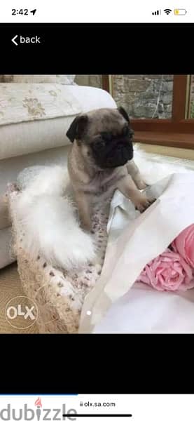 Female pug puppy for sale 0