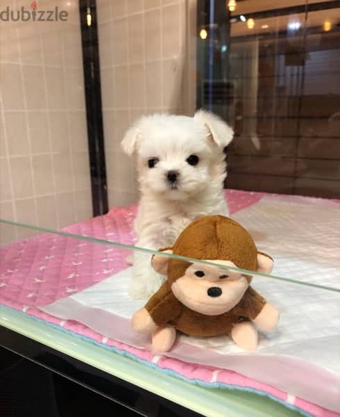 Maltese puppy for sale . . WHATSAPP :‪ +1 (484),718‑9164‬ ‬ 0
