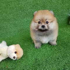 Cream Male Pomer,anian for sale