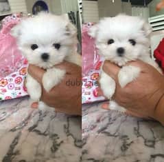 Male Maltese puppy for sale