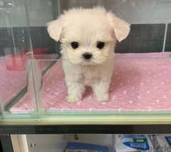 Female Maltese puppy for sale 0