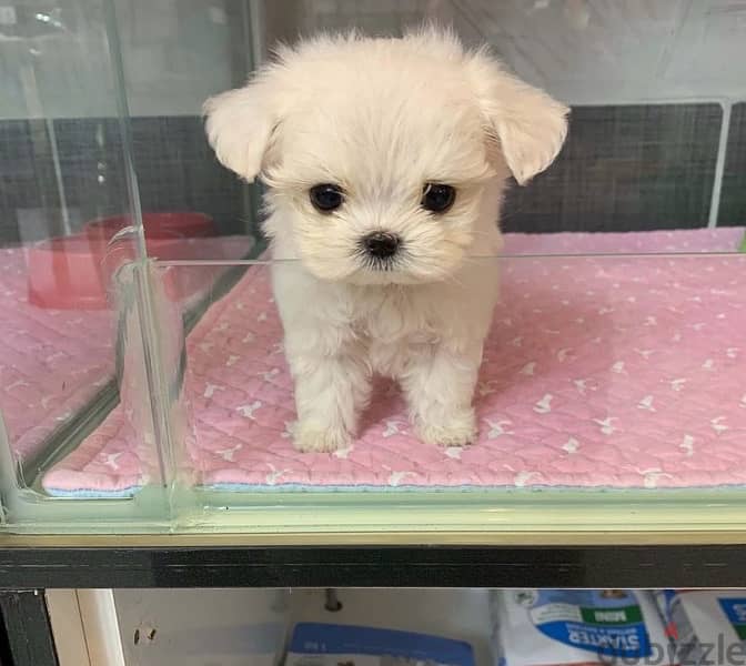 Female Maltese puppy for sale 0