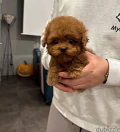 Male Tcup Poo,dle for sale. . WHATSAPP :‪ +1 (484),718‑9164‬ ‬