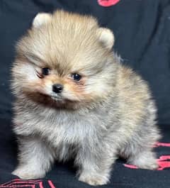 Purebred Pomer,anian male for sale