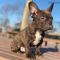 Male French Bulldog for sale 0