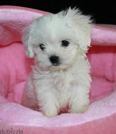Trained Maltese for sale . WHATSAPP :‪ +1 (484),718‑9164‬ ‬