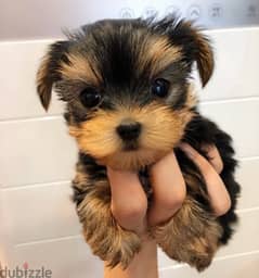 Yorkie puppy for sale . . WHATSAPP :‪ +1 (484),718‑9164‬ ‬