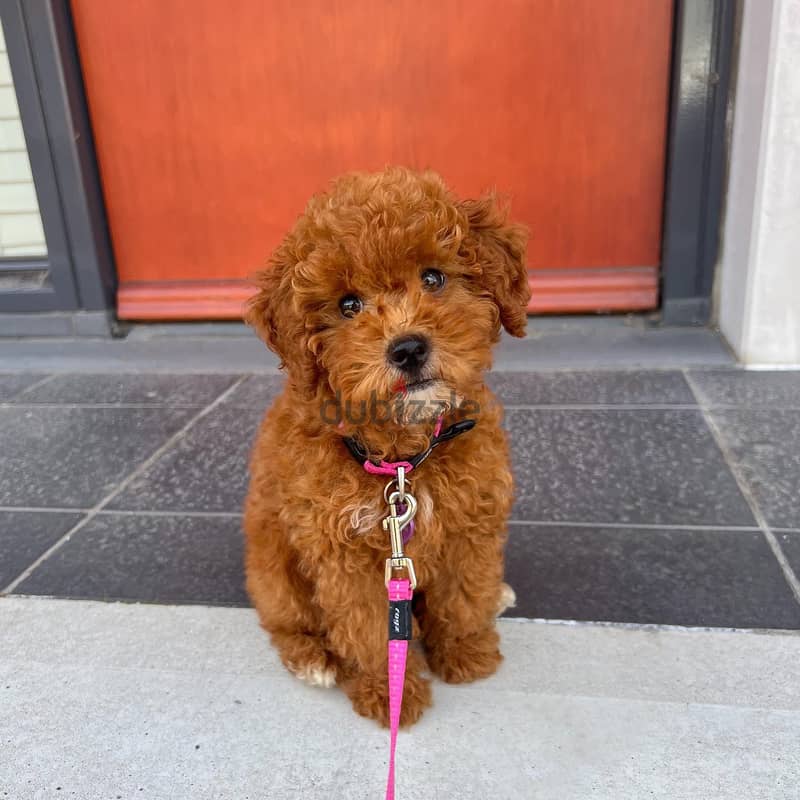 Toy Poodle Puppy 1