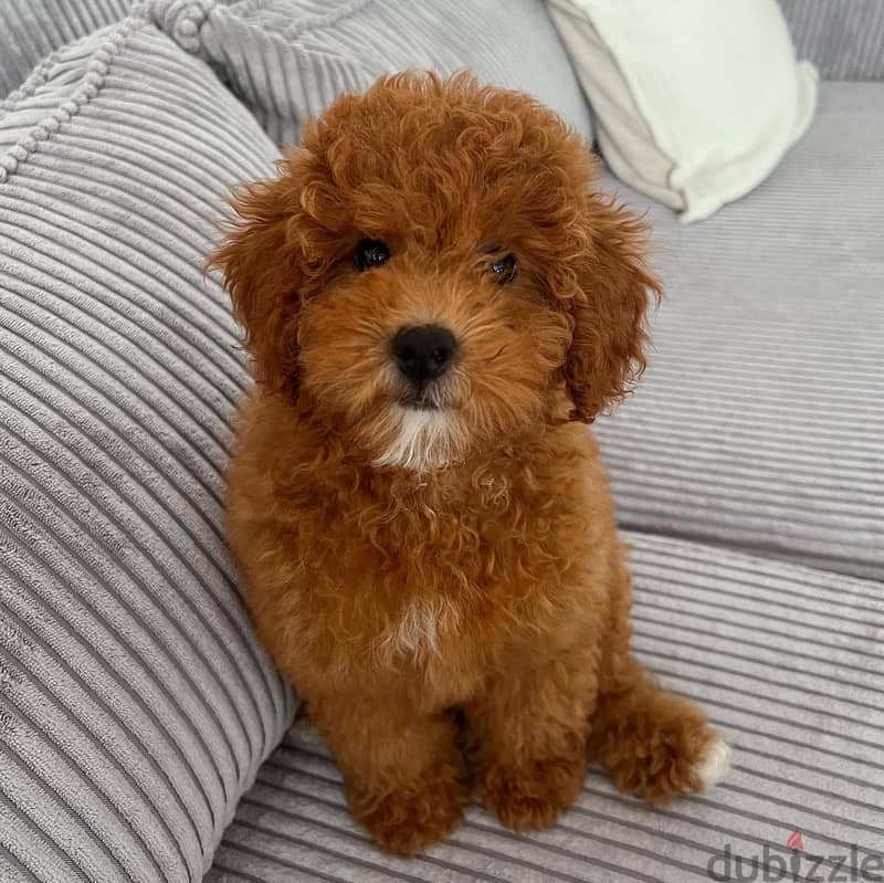 Toy Poodle Puppy 2