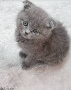 Adorable Scottish Fold Kitten 0